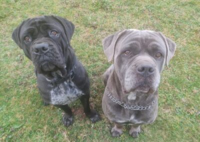 Cane Corso Portée Penny x Getro 26.02.2021