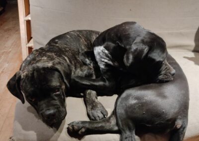 Chiots Cane Corso Portée Penny x Getro 26.02.2021