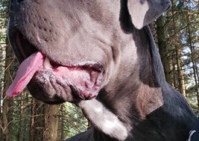 Cane Corso Portée du 31/12/2022 Ruby x Getro
