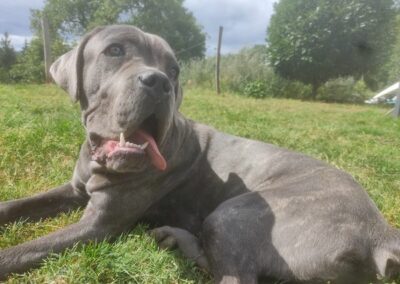Cane Corso Portée du 31/12/2022 Ruby x Getro