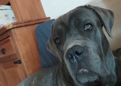Cane Corso Portée du 31/12/2022 Ruby x Getro