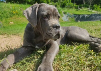 Chiot Cane Corso Portée du 31/12/2022 Ruby x Getro