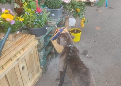 Cane Corso Portée du 31/12/2022 Ruby x Getro