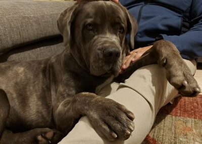 Cane Corso Portée du 31/12/2022 Ruby x Getro