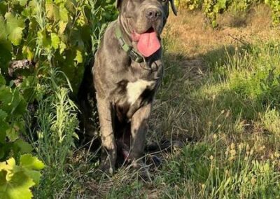 Cane Corso Portée du 31/12/2022 Ruby x Getro