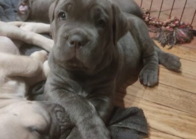 Chiot Cane Corso Portée du 31/12/2022 Ruby x Getro