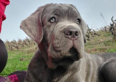 Chiot Cane Corso Portée du 31/12/2022 Ruby x Getro
