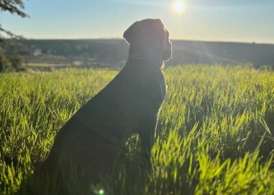 Chiot Cane Corso Portée du 31/12/2022 Ruby x Getro