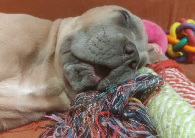 Chiot Cane Corso Portée du 31/12/2022 Ruby x Getro