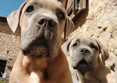 Chiots Cane Corso Portée du 31/12/2022 Ruby x Getro