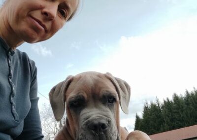 Chiot Cane Corso Portée du 31/12/2022 Ruby x Getro