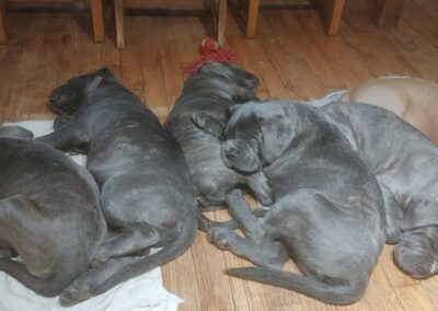 Chiots Cane Corso Portée du 31/12/2022 Ruby x Getro