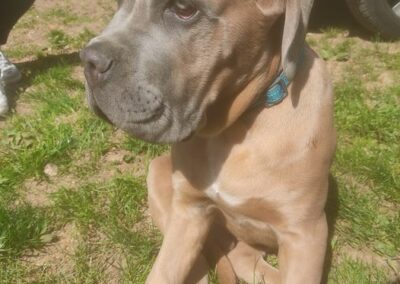 Chiot Cane Corso Portée du 31/12/2022 Ruby x Getro