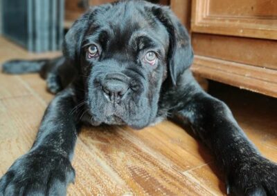 Chiot Cane Corso Portée Penny x Getro 26.02.2021