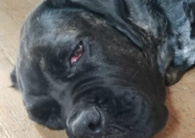 Chiot Cane Corso Portée Penny x Getro 26.02.2021