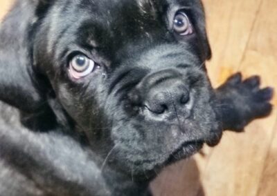 Chiot Cane Corso Portée Penny x Getro 26.02.2021