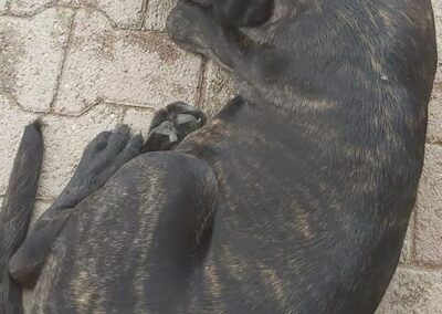Chiot Cane Corso Portée Penny x Getro 26.02.2021