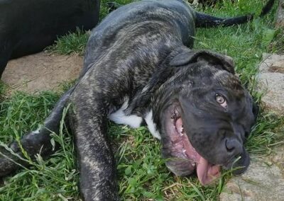 Chiot Cane Corso Portée Penny x Getro 26.02.2021