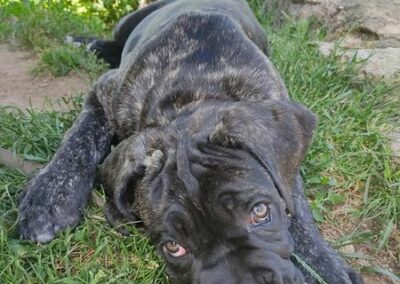 Chiot Cane Corso Portée Penny x Getro 26.02.2021
