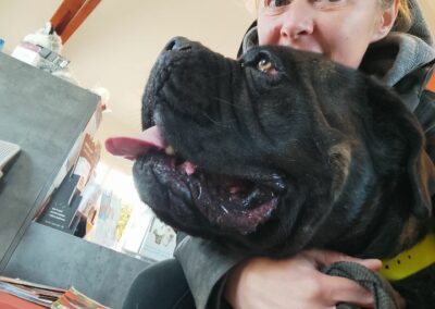 Cane Corso Portée Penny x Getro 26.02.2021