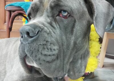 Cane Corso Portée du 31/12/2022 Ruby x Getro