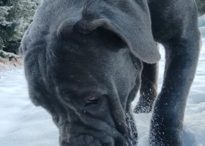 Cane Corso Portée du 31/12/2022 Ruby x Getro