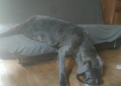 Chiot Cane Corso Portée du 31/12/2022 Ruby x Getro
