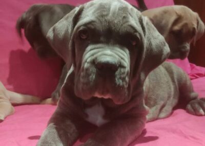 Chiot Cane Corso Portée du 31/12/2022 Ruby x Getro