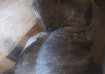Chiot Cane Corso Portée du 31/12/2022 Ruby x Getro