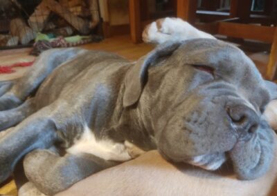 Chiot Cane Corso Portée du 31/12/2022 Ruby x Getro
