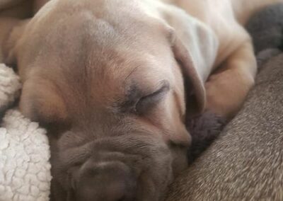 Chiot Cane Corso Portée du 31/12/2022 Ruby x Getro