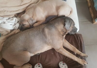 Chiot Cane Corso Portée du 31/12/2022 Ruby x Getro