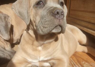 Chiot Cane Corso Portée du 31/12/2022 Ruby x Getro
