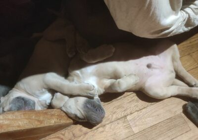 Chiot Cane Corso Portée du 31/12/2022 Ruby x Getro
