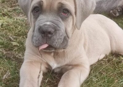 Chiot Cane Corso Portée du 31/12/2022 Ruby x Getro