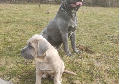 Chiot Cane Corso Portée du 31/12/2022 Ruby x Getro