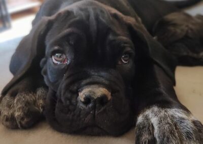 Chiot Cane Corso Portée Penny x Getro 26.02.2021