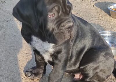 Chiot Cane Corso Portée Penny x Getro 26.02.2021