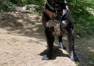 Cane Corso Portée Penny x Getro 26.02.2021