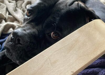 Cane Corso Portée Penny x Getro 26.02.2021