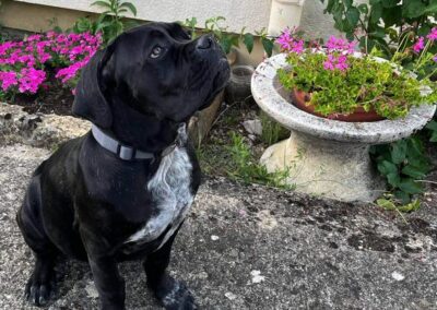 Chiot Cane Corso Portée Penny x Getro 26.02.2021