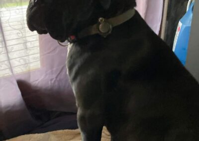 Chiot Cane Corso Portée Penny x Getro 26.02.2021