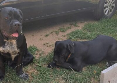 Cane Corso Portée Penny x Getro 26.02.2021