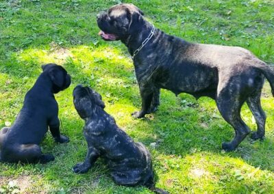 Portée Cane Corso Penny x Getro 26.02.2021