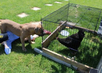 Cane Corso Portée du 31/12/2022 Ruby x Getro