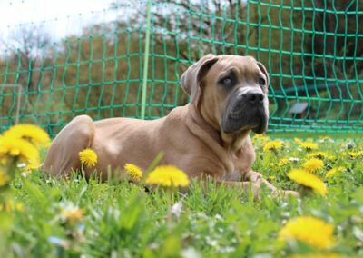 Cane Corso Portée du 31/12/2022 Ruby x Getro