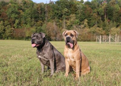 Cane Corso Portée du 31/12/2022 Ruby x Getro