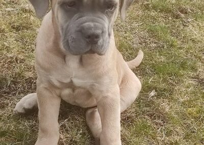 Chiot Cane Corso Portée du 31/12/2022 Ruby x Getro