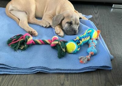 Chiot Cane Corso Portée du 31/12/2022 Ruby x Getro