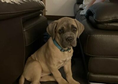 Chiot Cane Corso Portée du 31/12/2022 Ruby x Getro